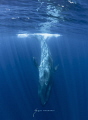   largest mammal ever live earth. Blue Whale earth  
